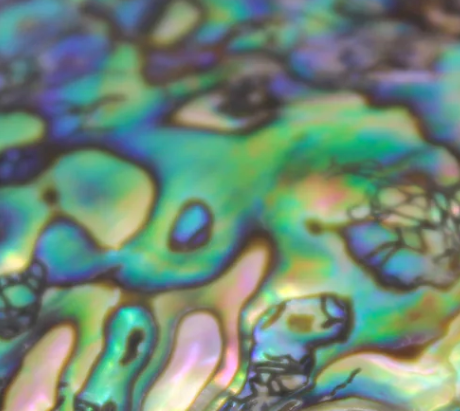 Discovering Abalone: A Hidden Gem of the Ocean