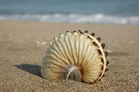 Discover the Wonders of the Sea with Salt Flat Trading's Shells & Sealife Collection