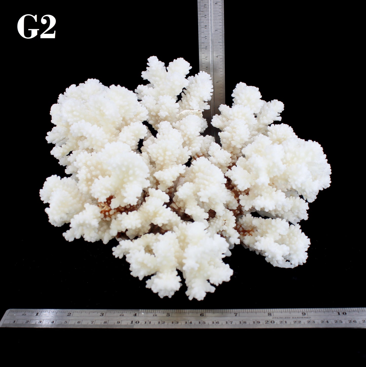 Brownstem Coral 10-12"