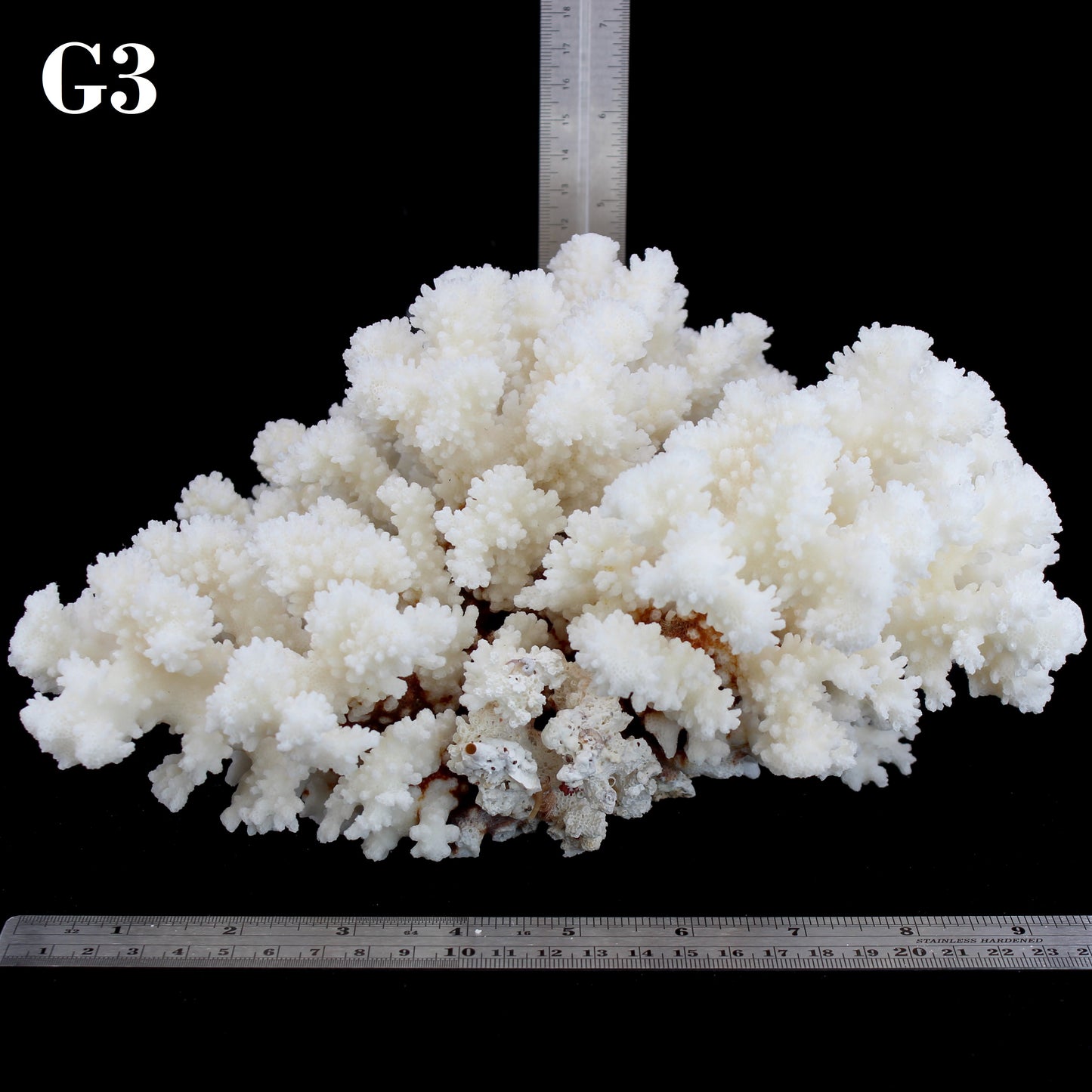 Brownstem Coral 10-12"