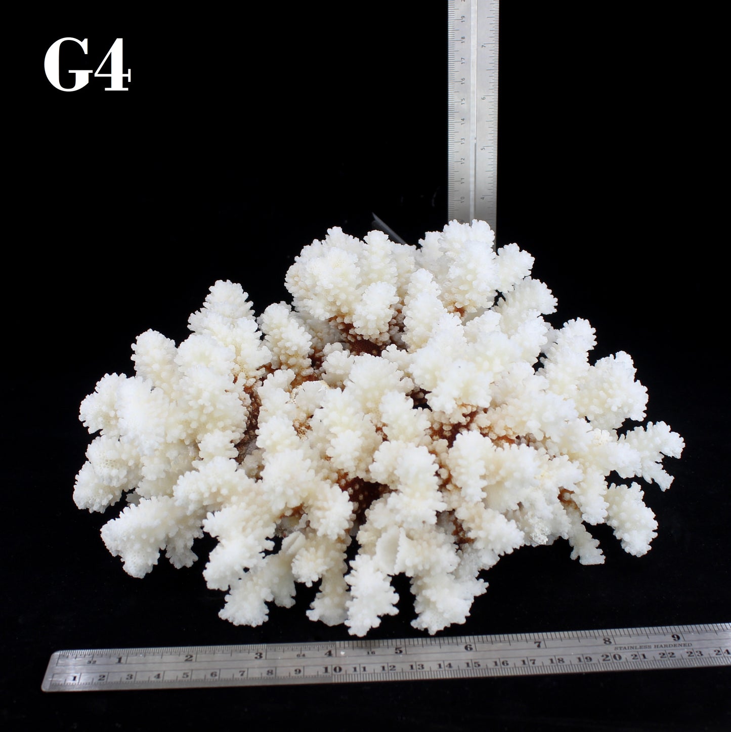Brownstem Coral 10-12"