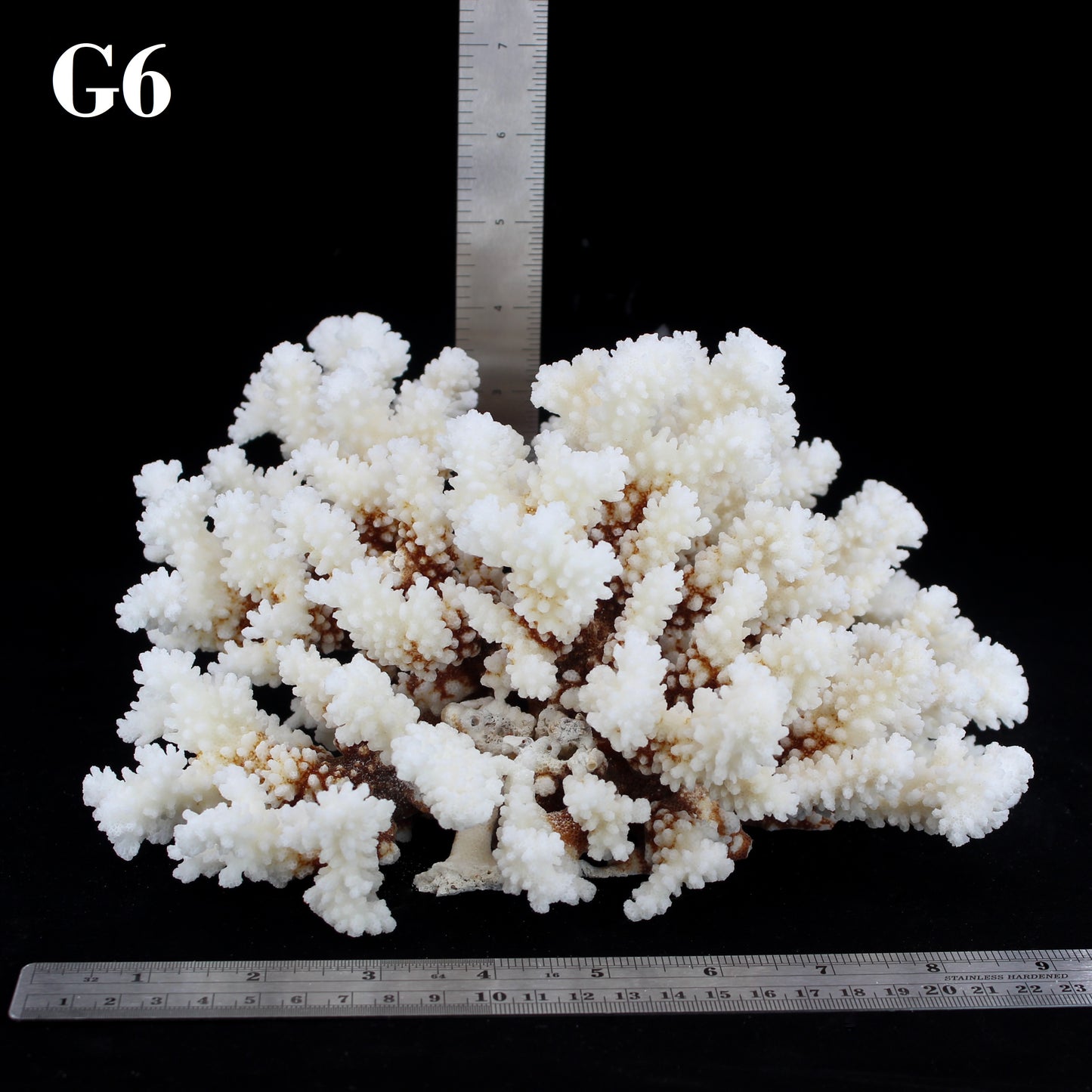 Brownstem Coral 10-12"