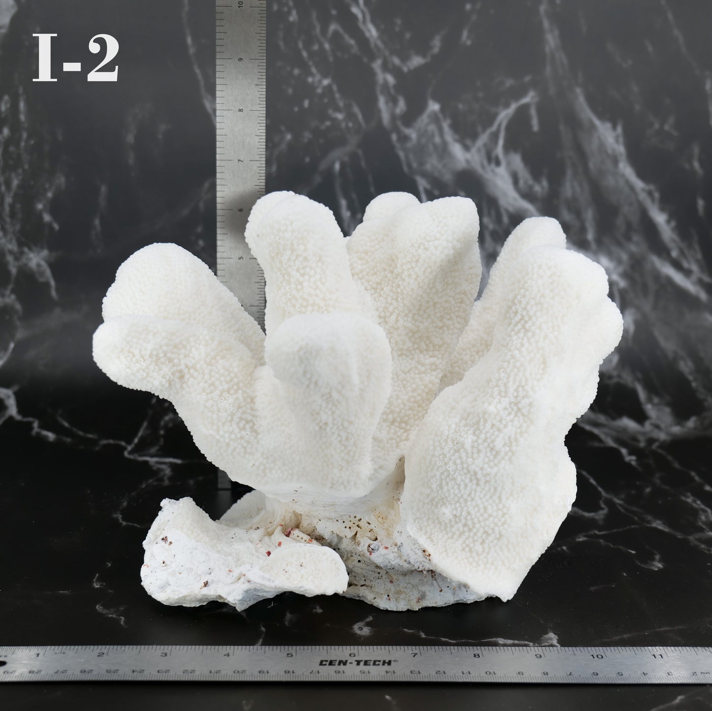Catspaw Coral 10-12"