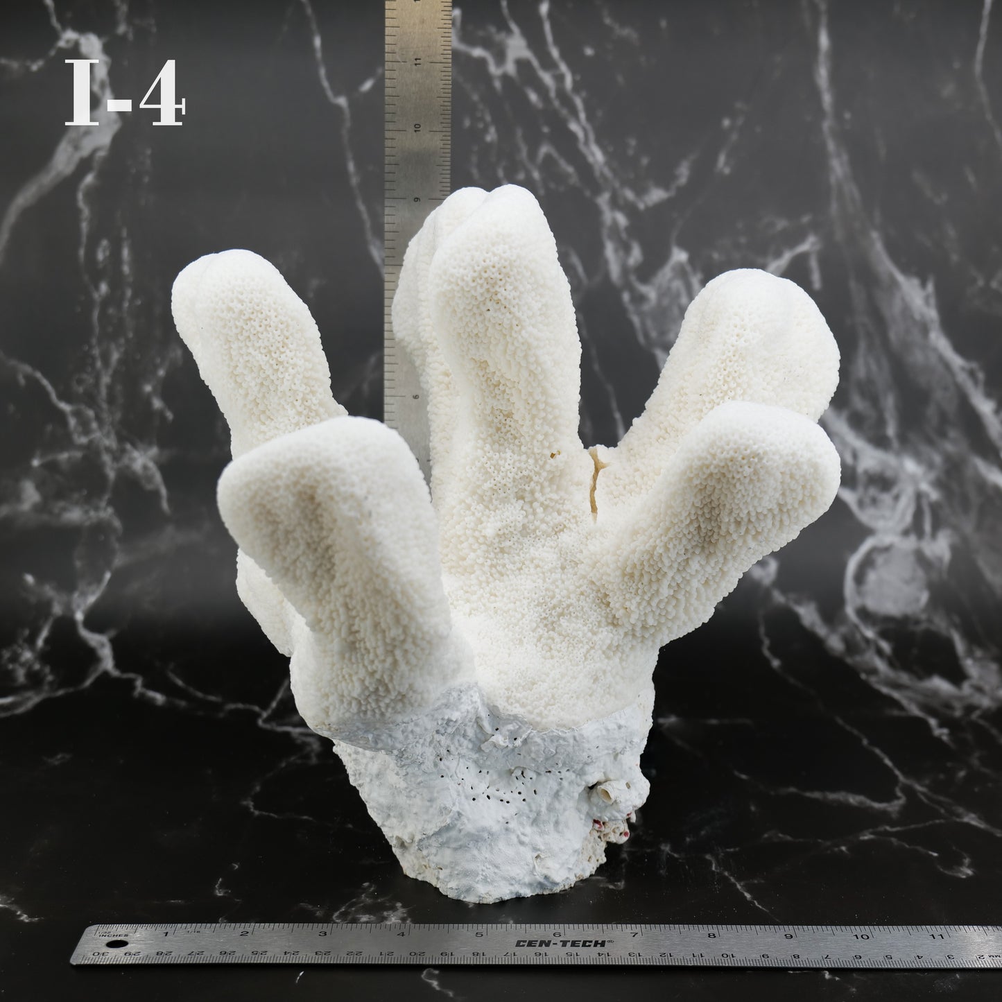 Catspaw Coral 10-12"