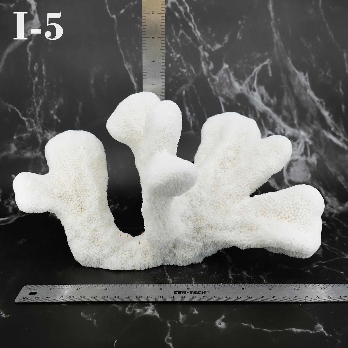 Catspaw Coral 10-12"