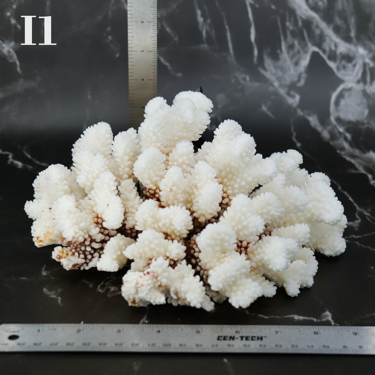 Cluster Coral 10-12"