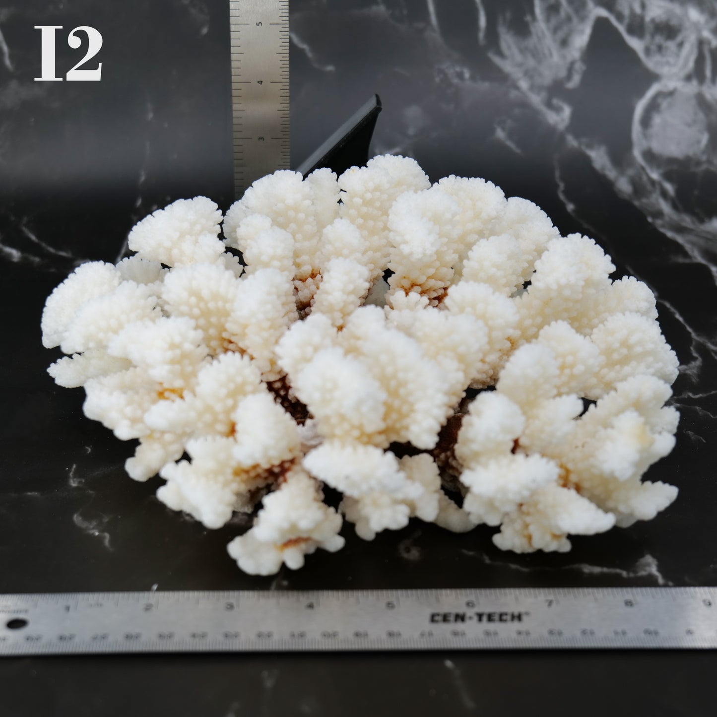 Cluster Coral 10-12"