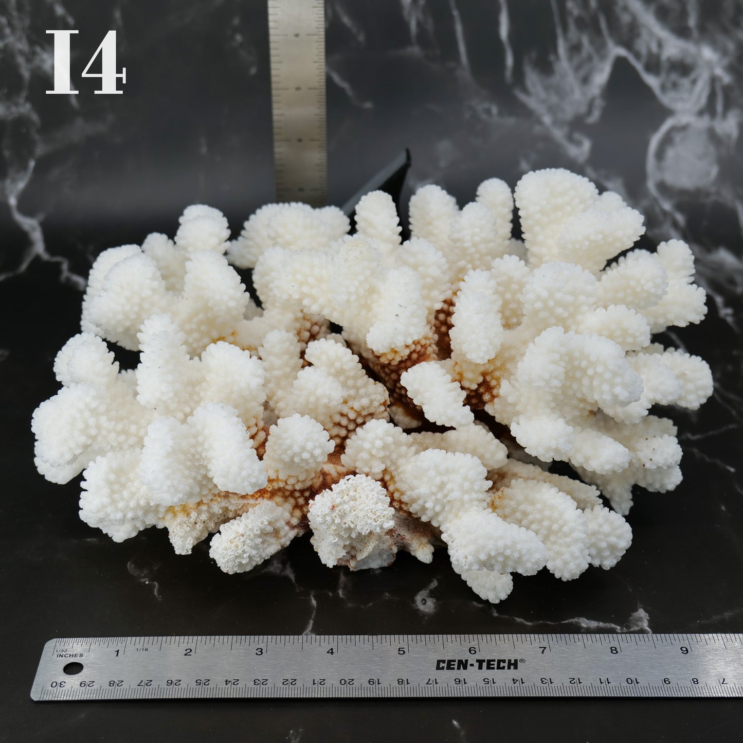 Cluster Coral 10-12"
