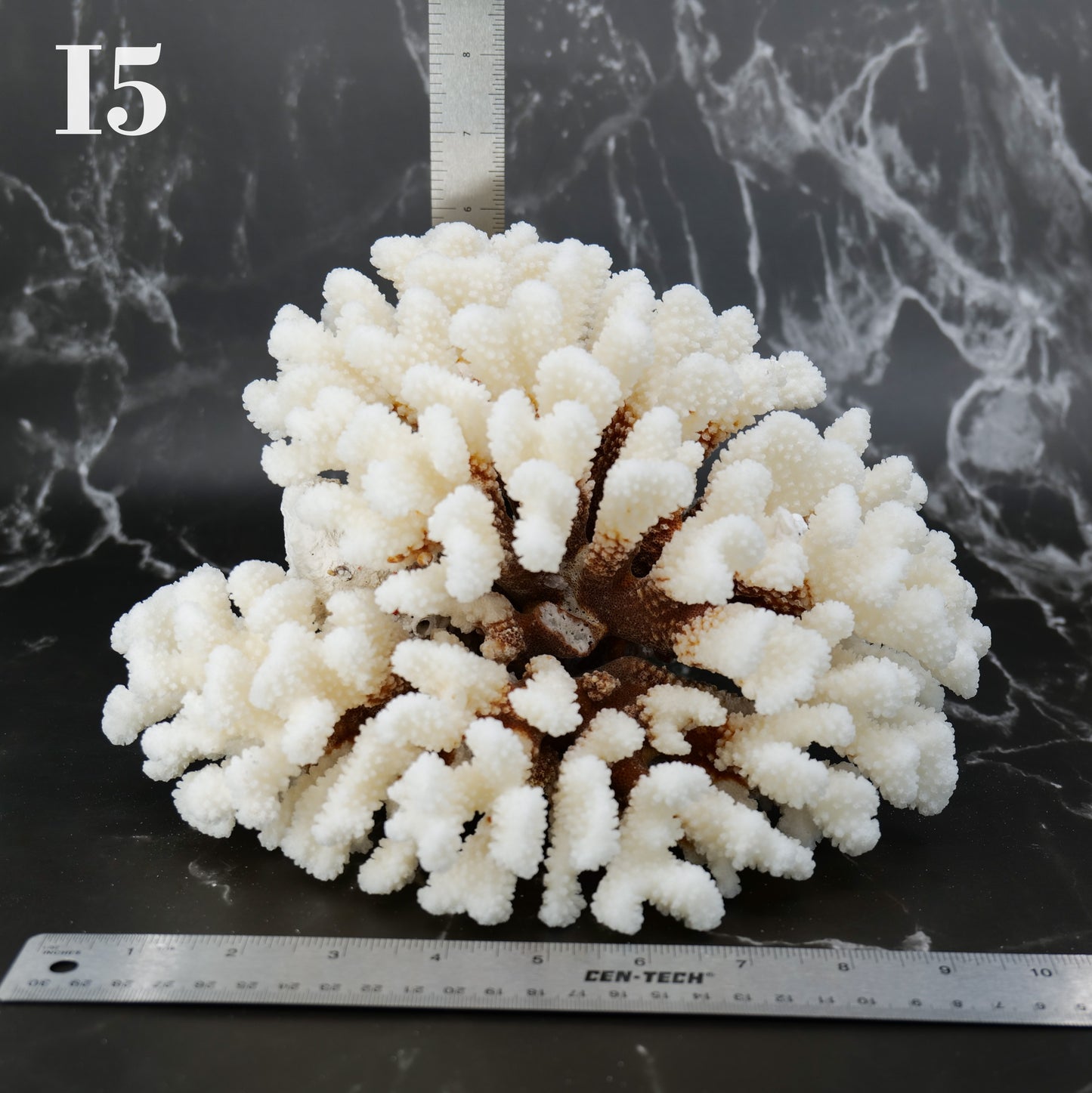 Cluster Coral 10-12"