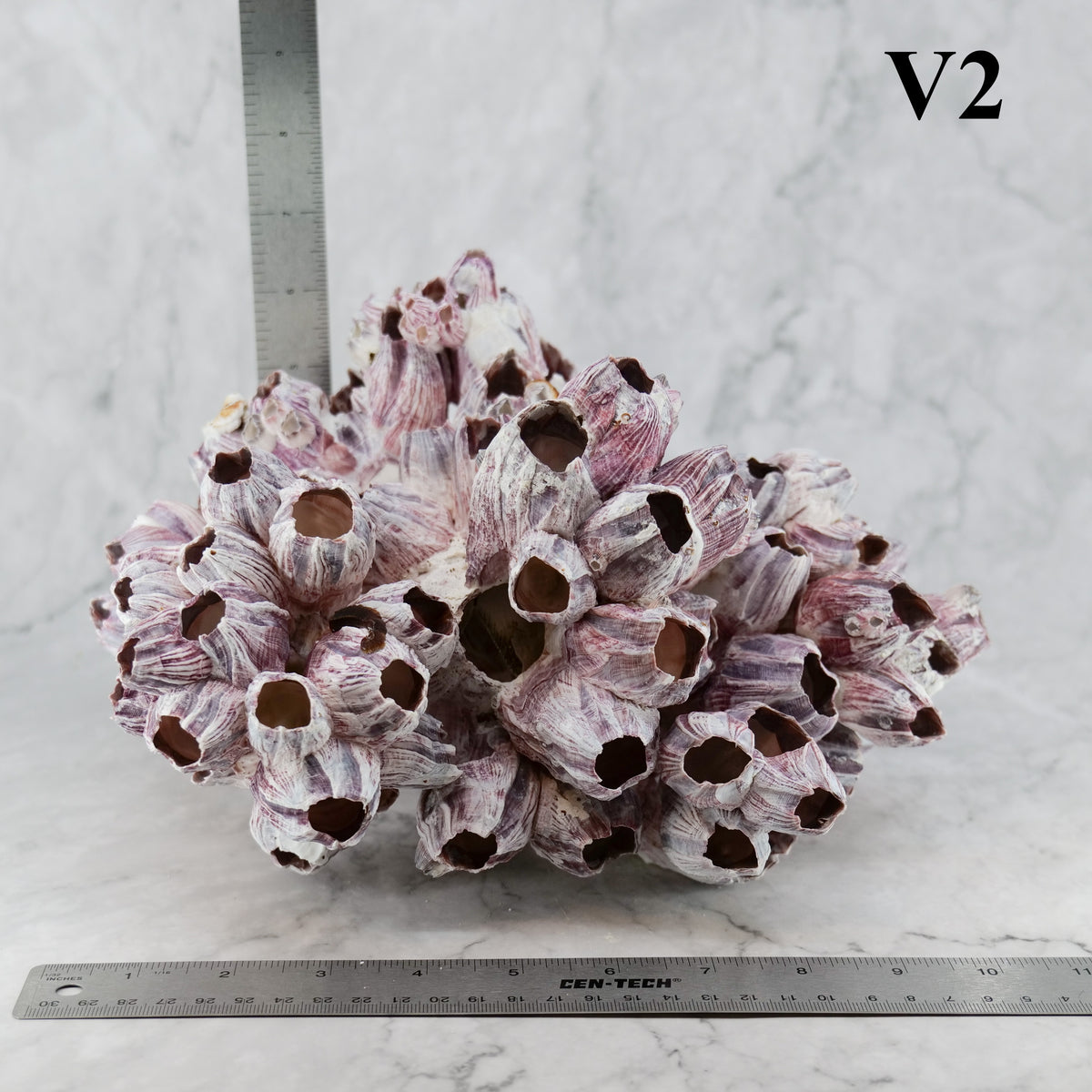 Barnacles 10-12"