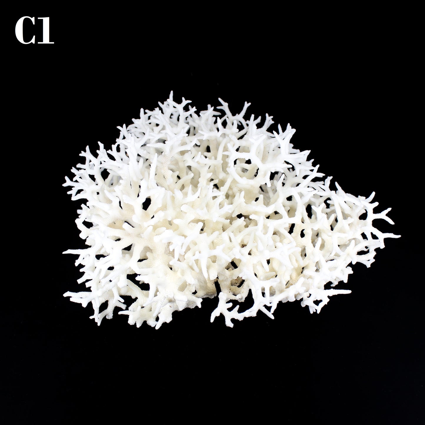 Birdnest Coral 10-12"