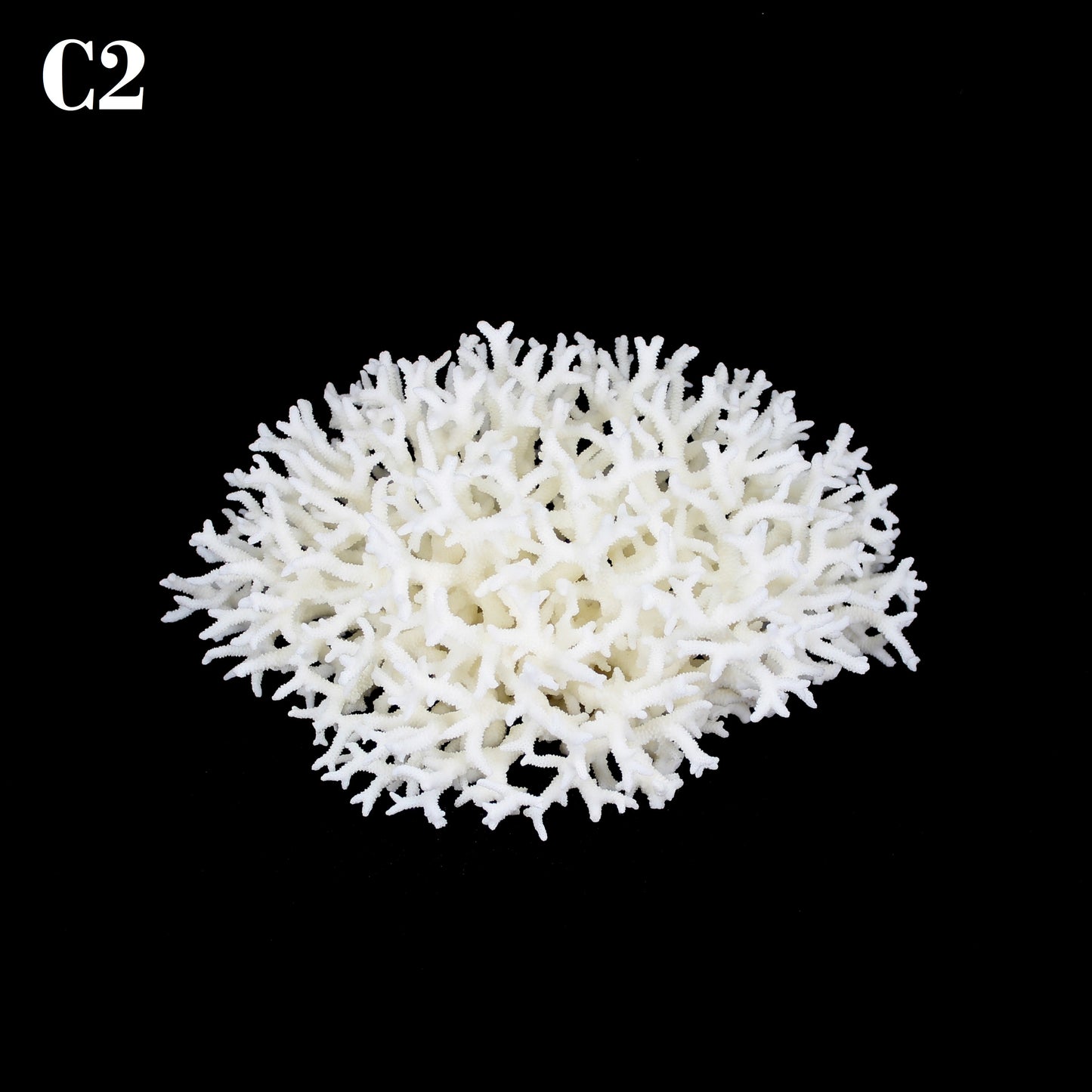 Birdnest Coral 10-12"