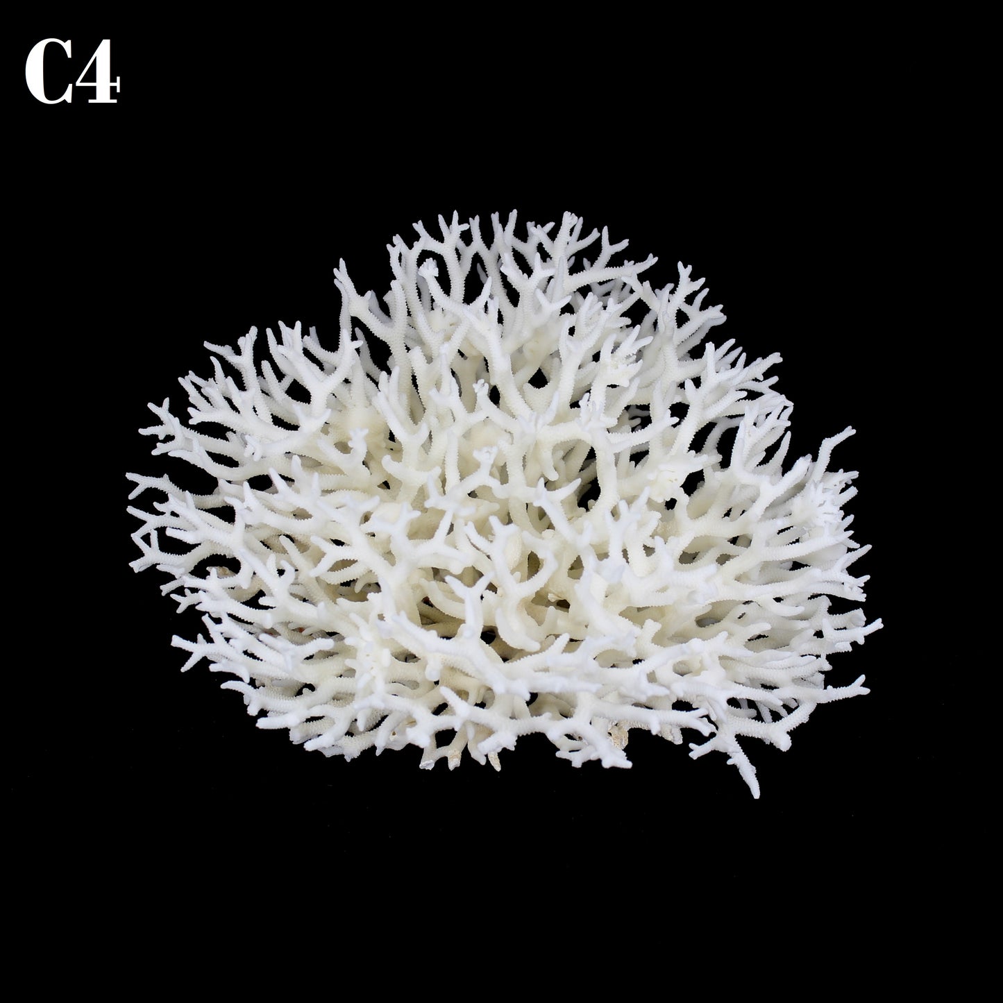 Birdnest Coral 10-12"