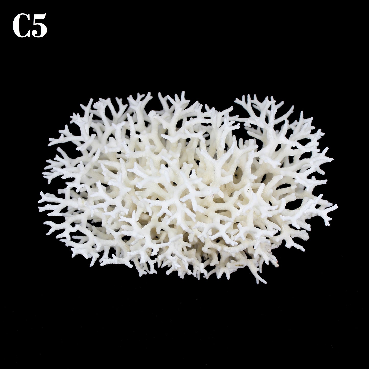 Birdnest Coral 10-12"