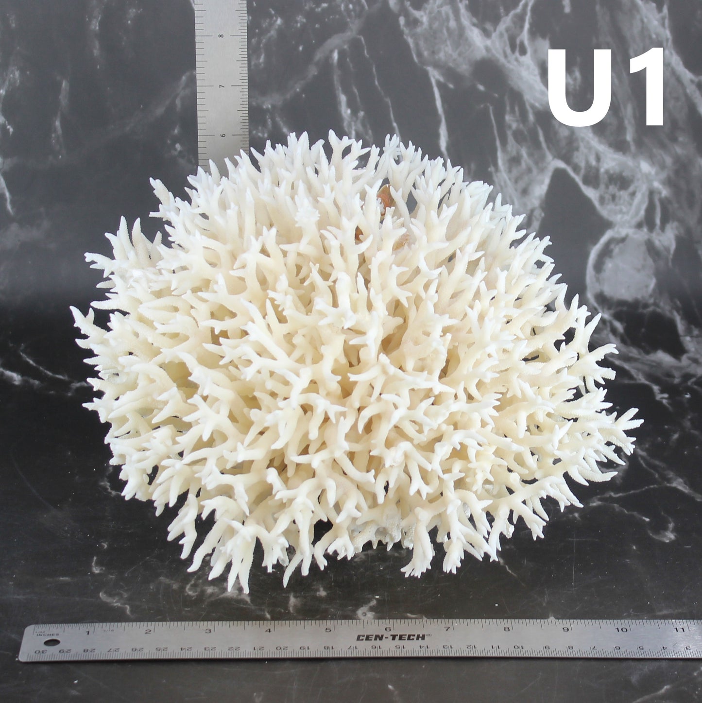Birdsnest Coral 10-12"