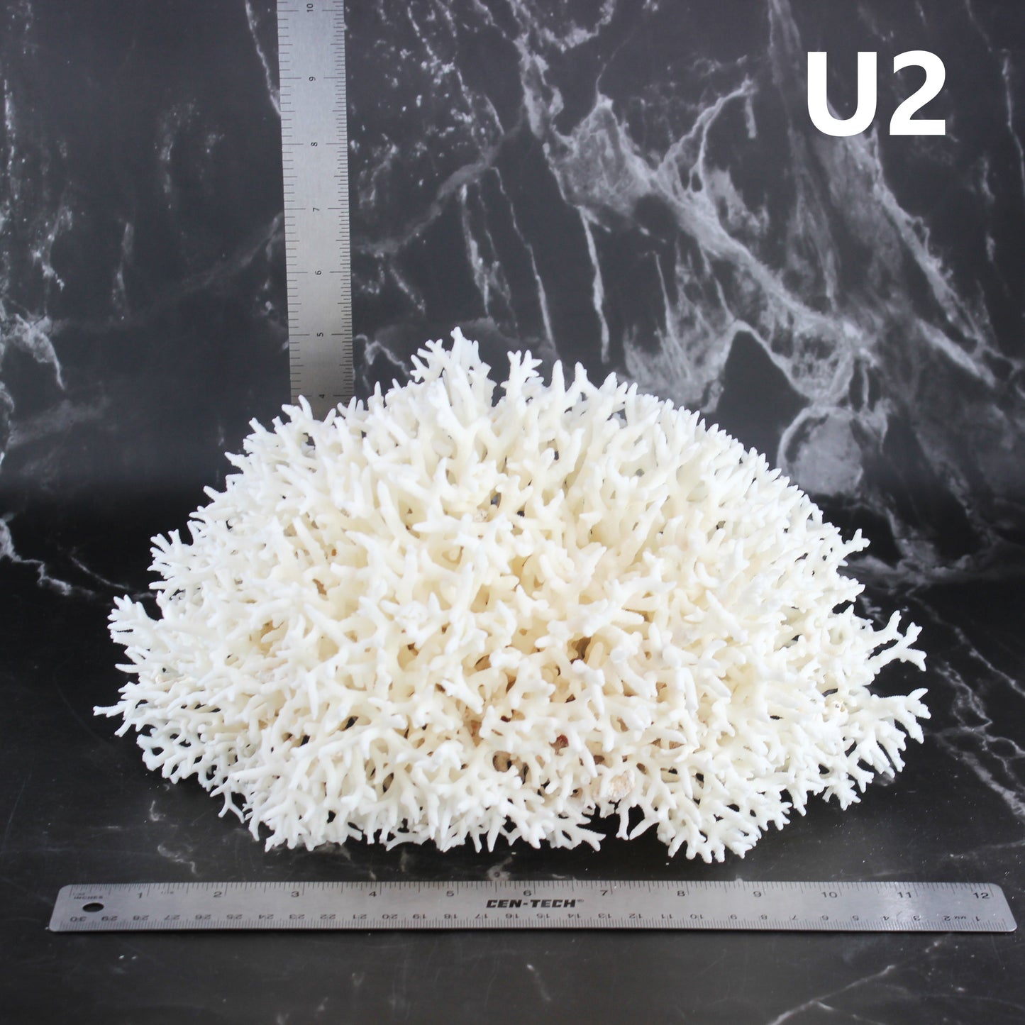 Birdsnest Coral 10-12"