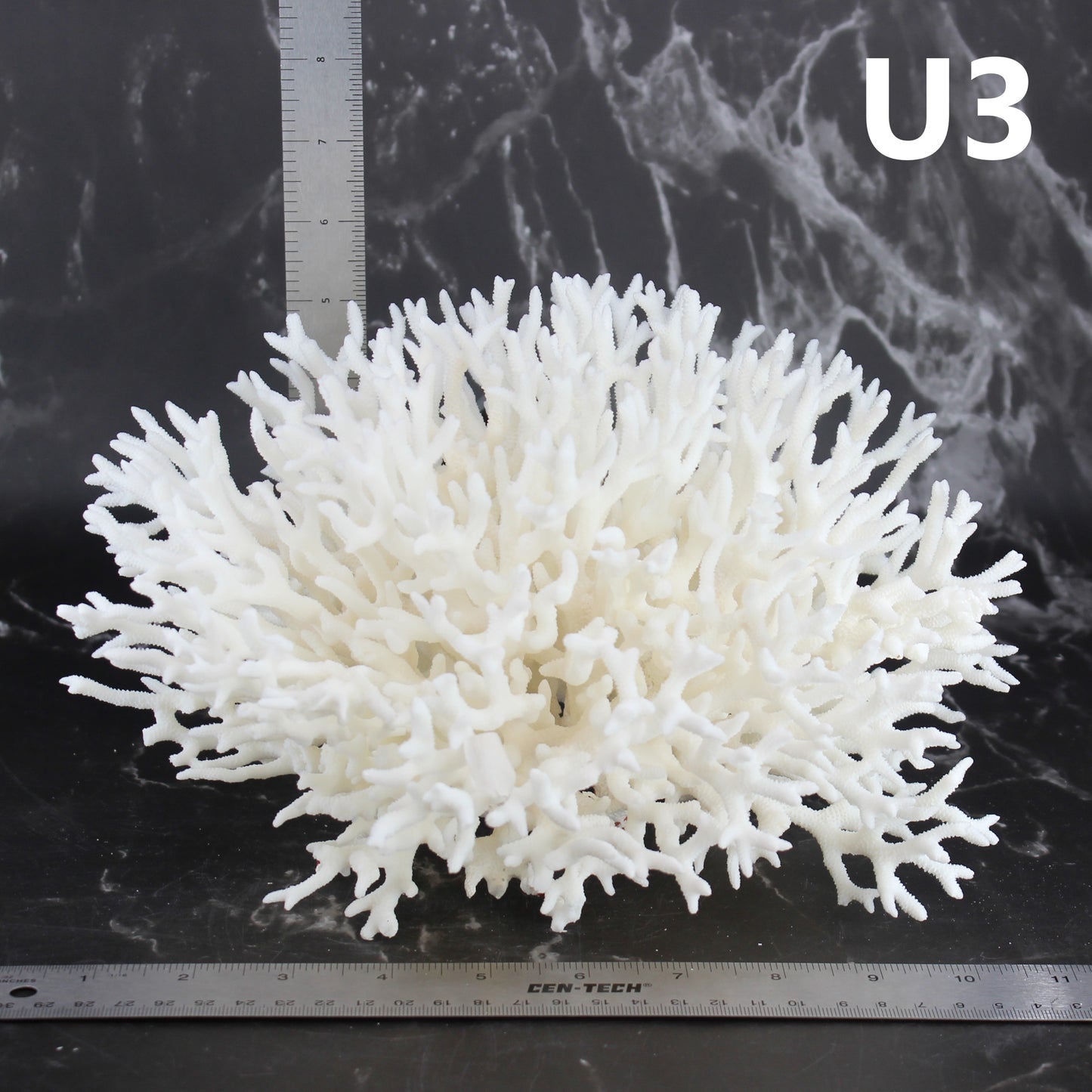 Birdsnest Coral 10-12"