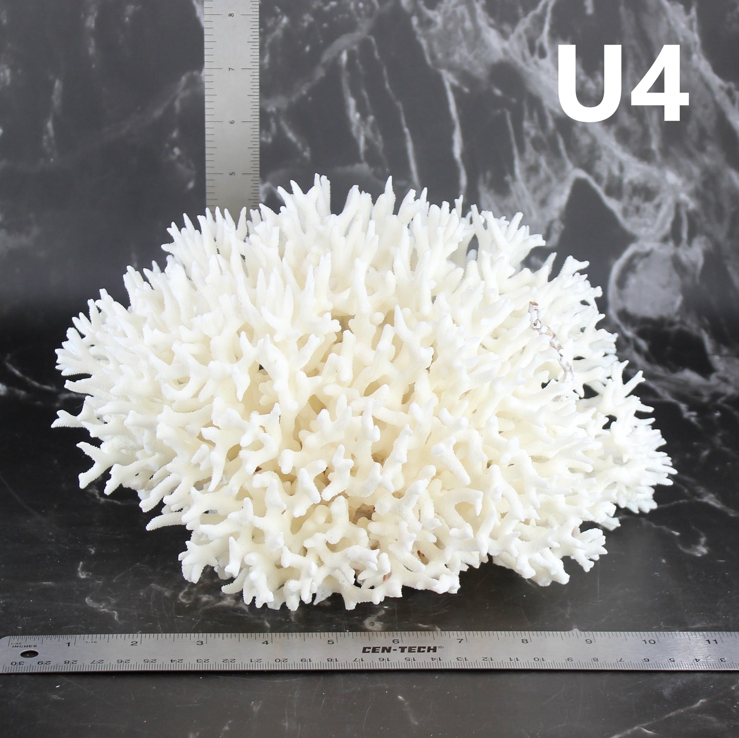 Birdsnest Coral 10-12"