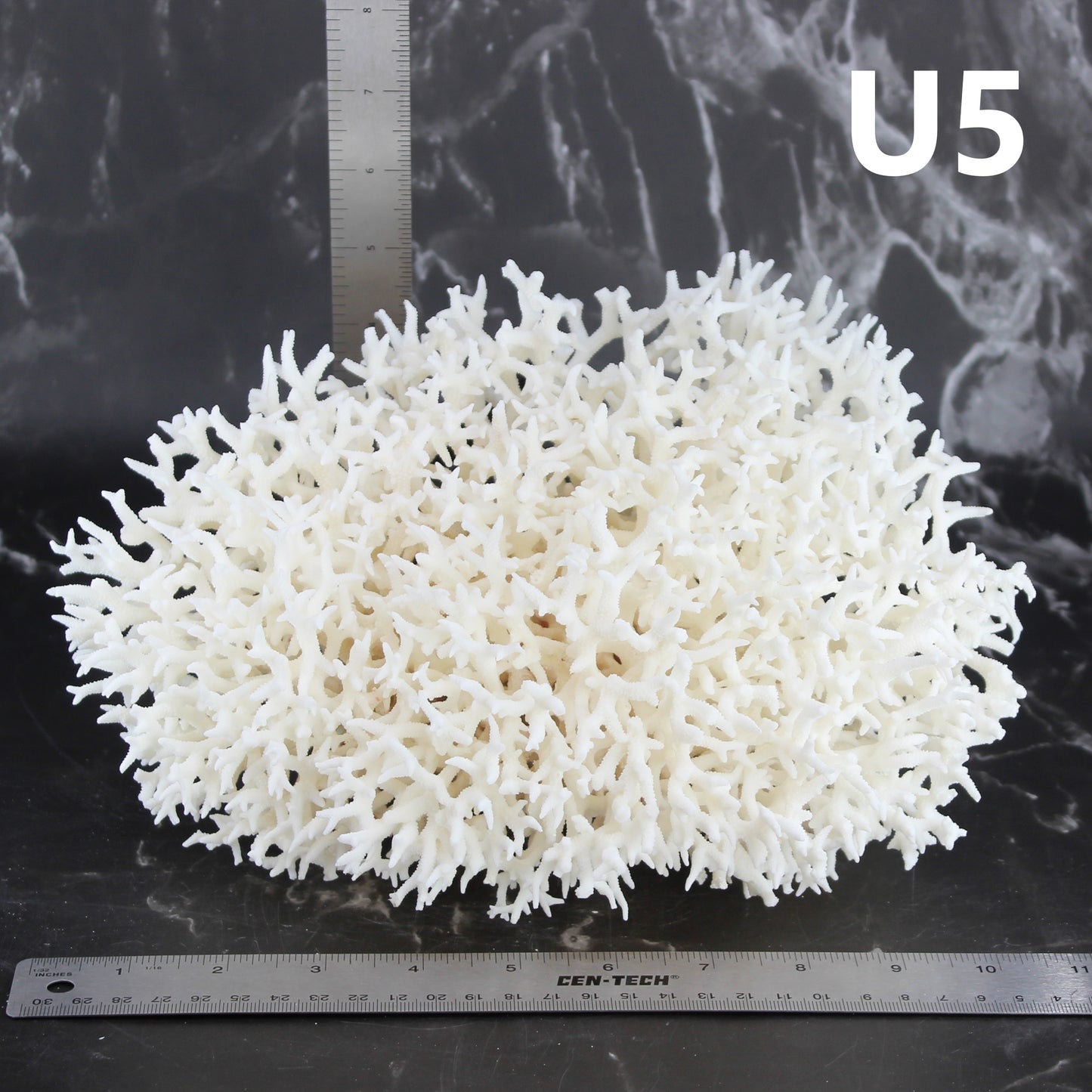 Birdsnest Coral 10-12"