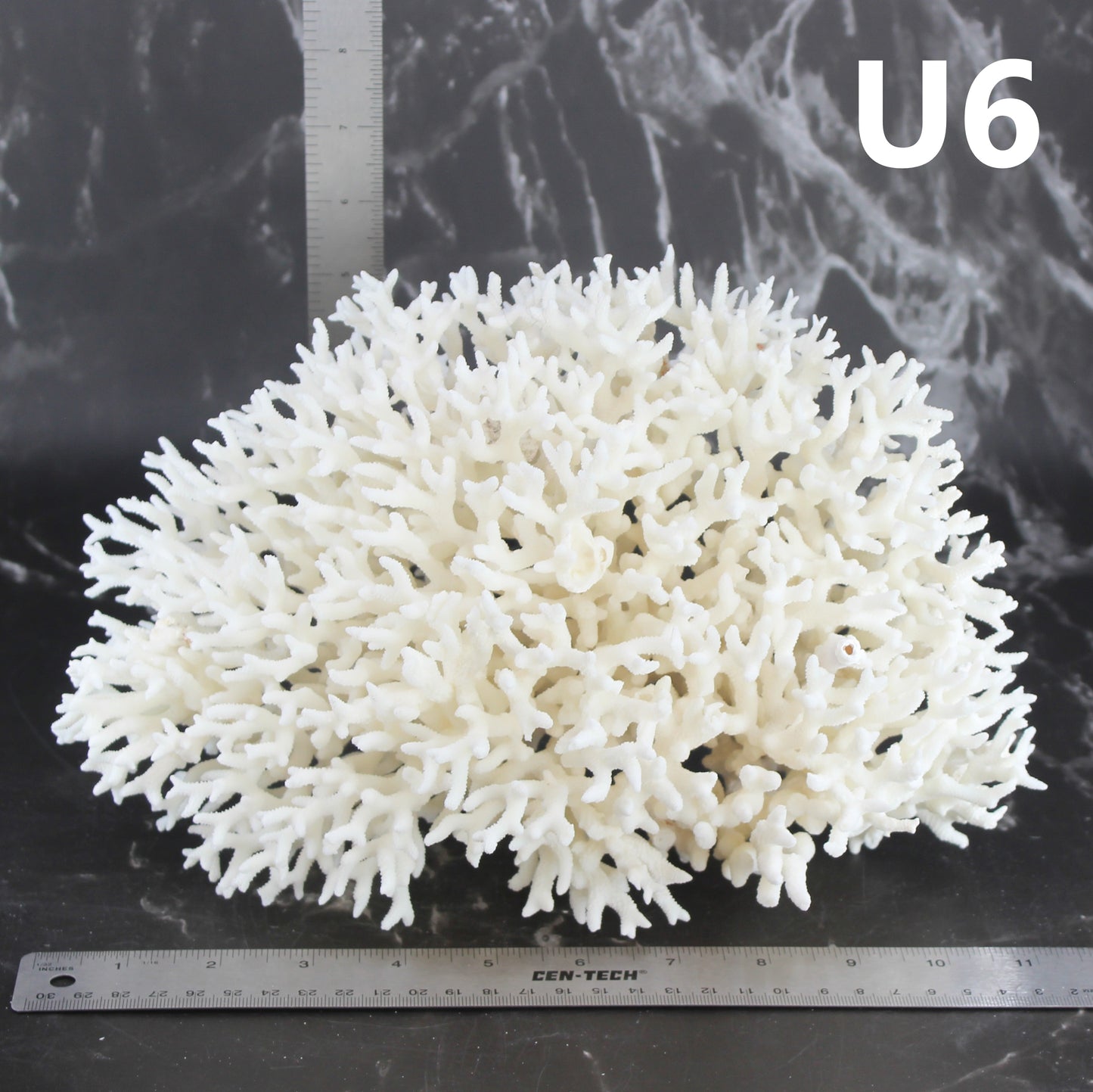Birdsnest Coral 10-12"