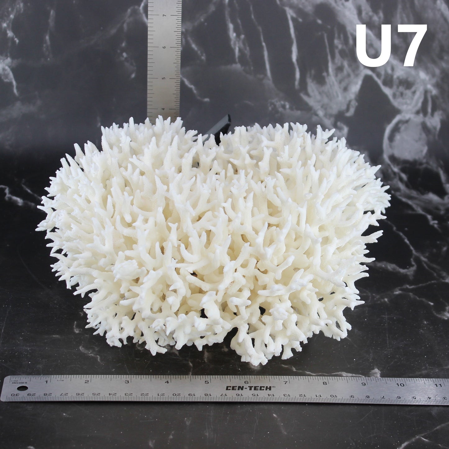 Birdsnest Coral 10-12"