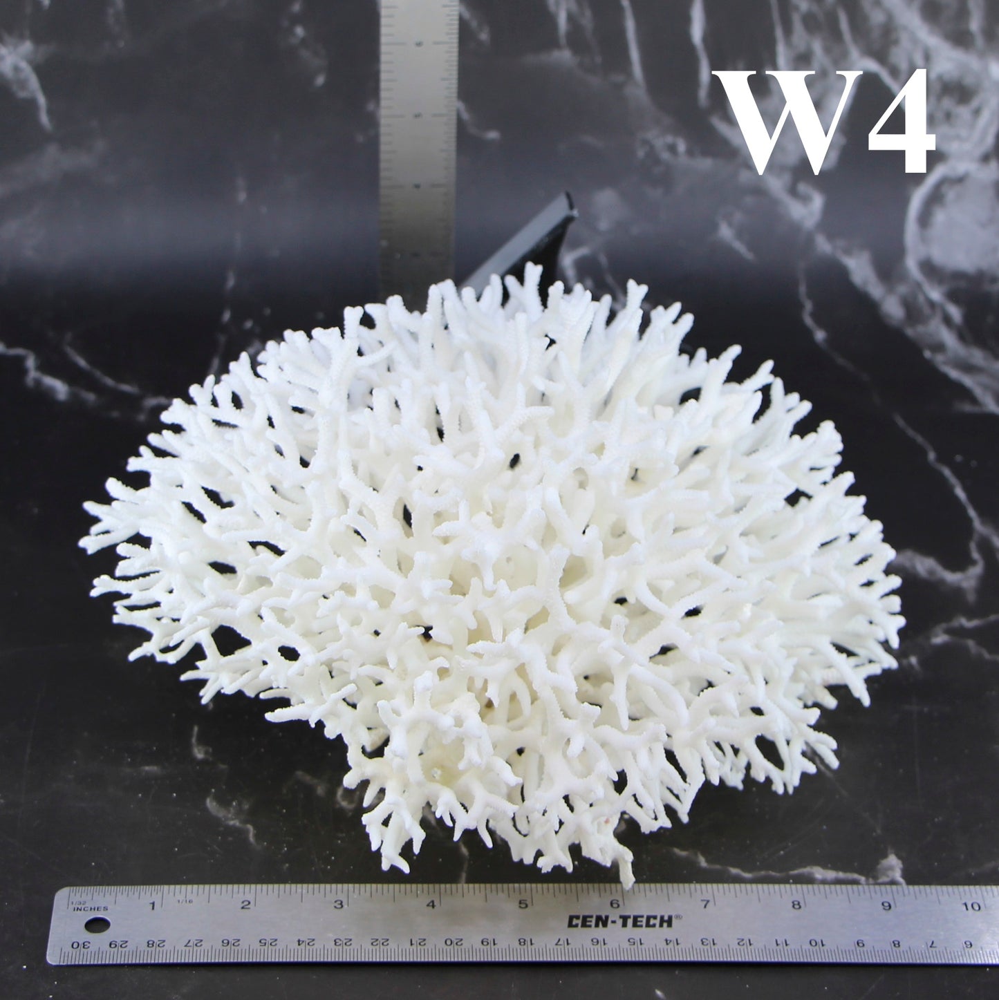 Birdsnest Coral 10-12"