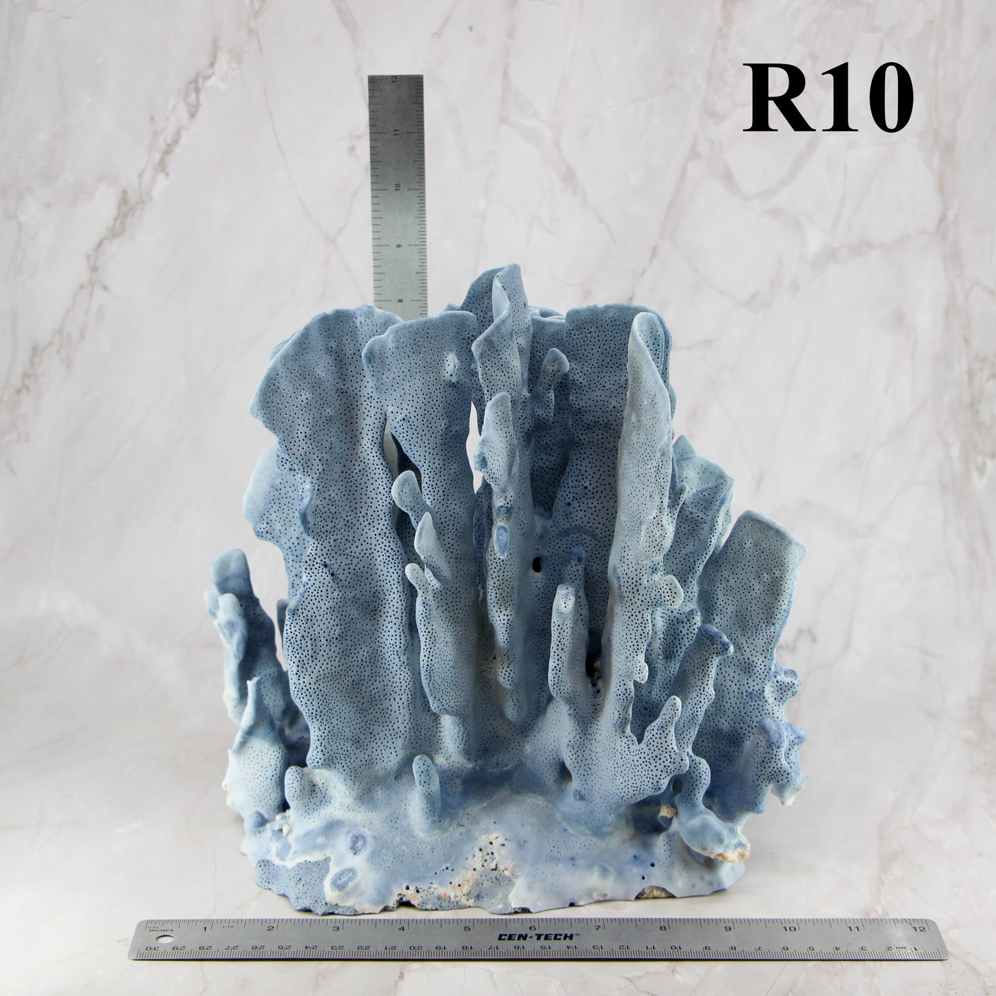 Blue Coral 10-12"
