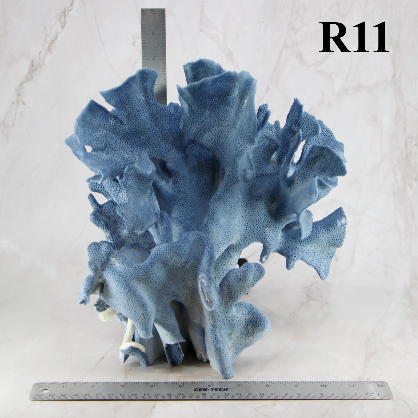 Blue Coral 10-12"