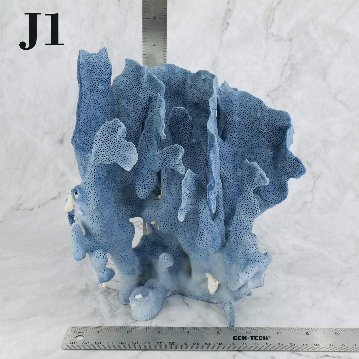 Blue Coral 10-12"