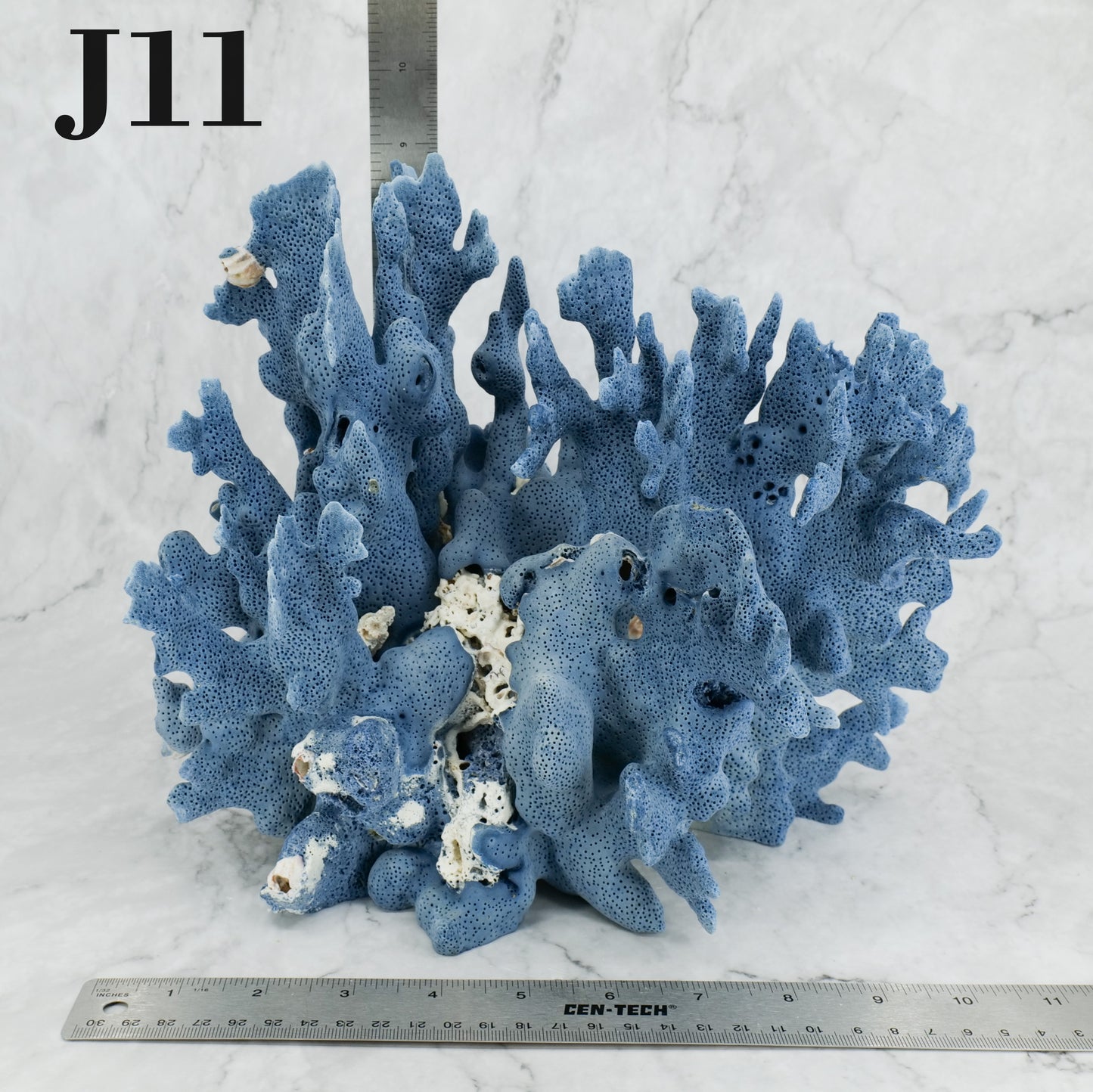 Blue Coral 10-12"