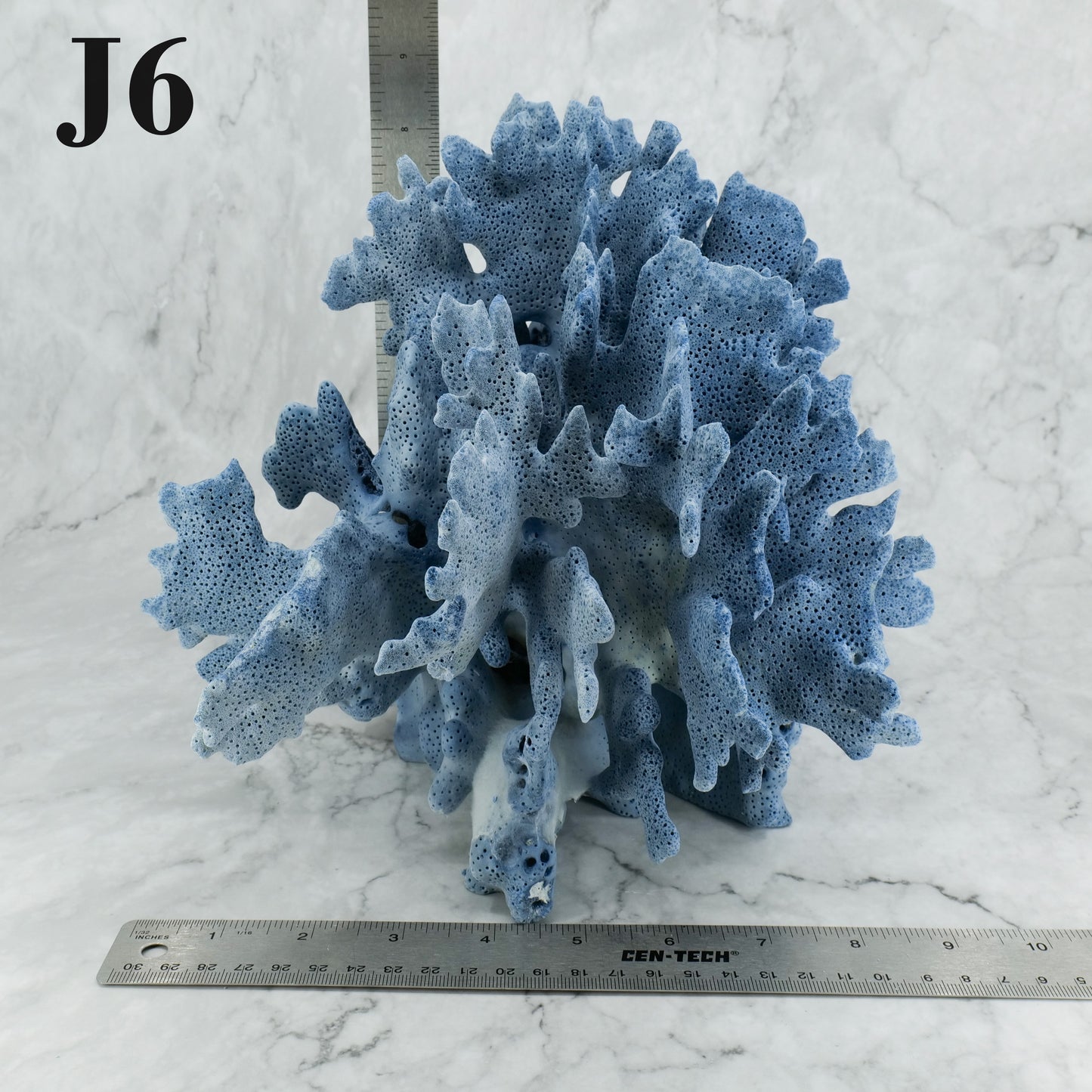 Blue Coral 10-12"