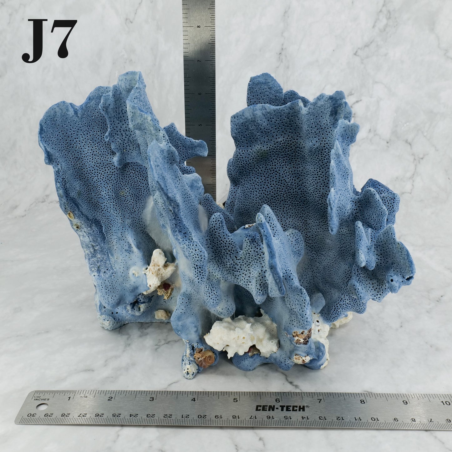 Blue Coral 10-12"