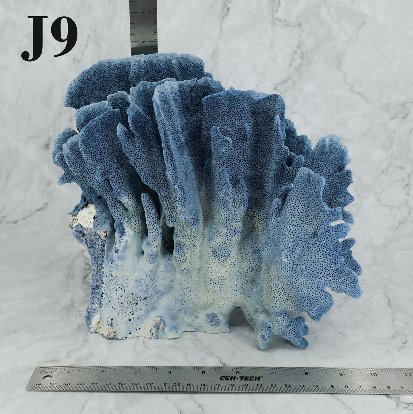 Blue Coral 10-12"