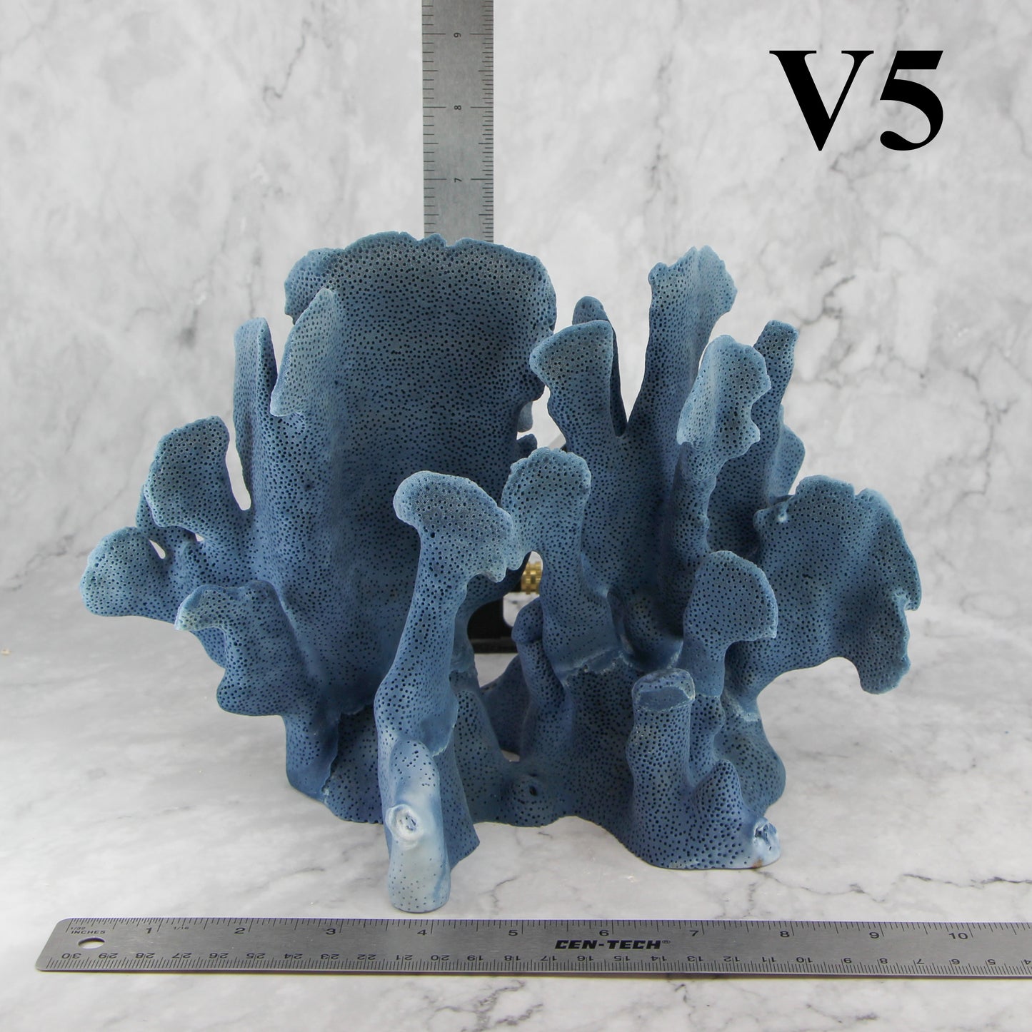 Blue Coral 10-12"