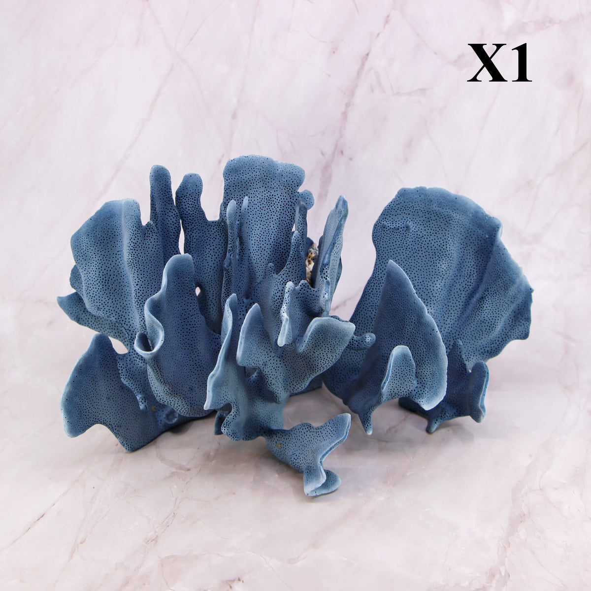 Blue Coral 10-12"