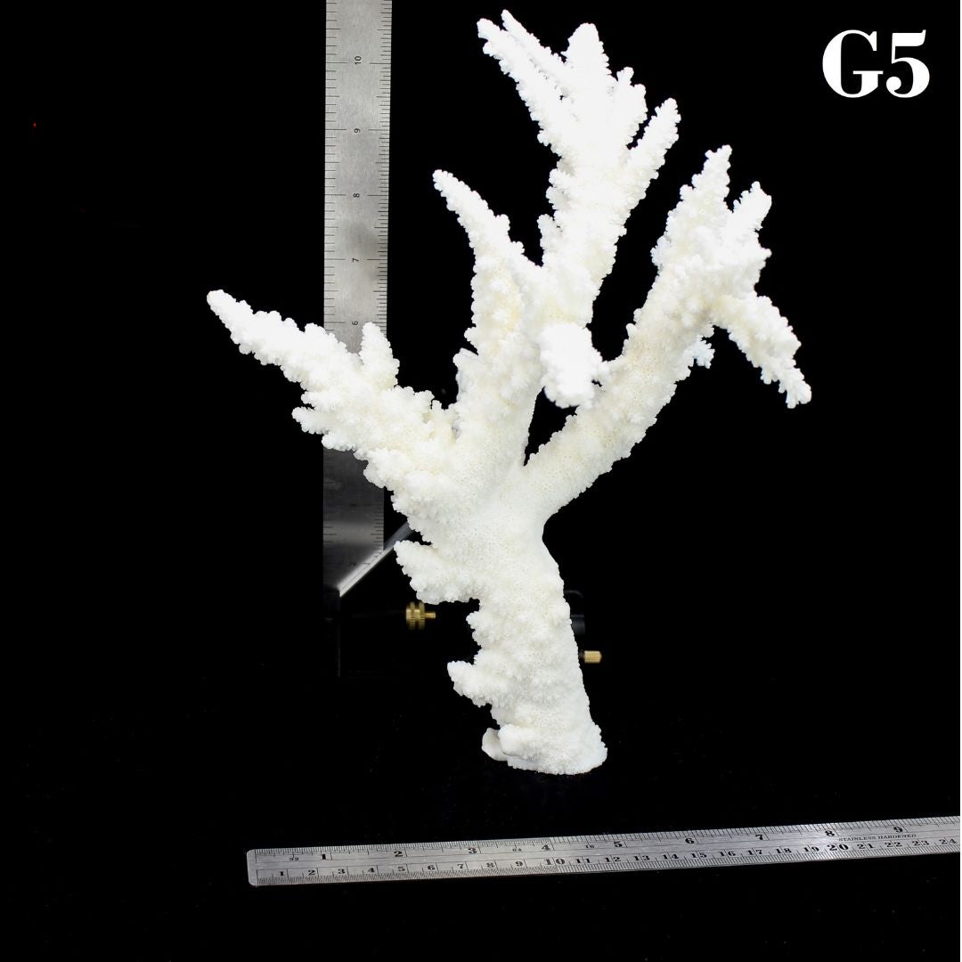 Branch Coral 10-12"