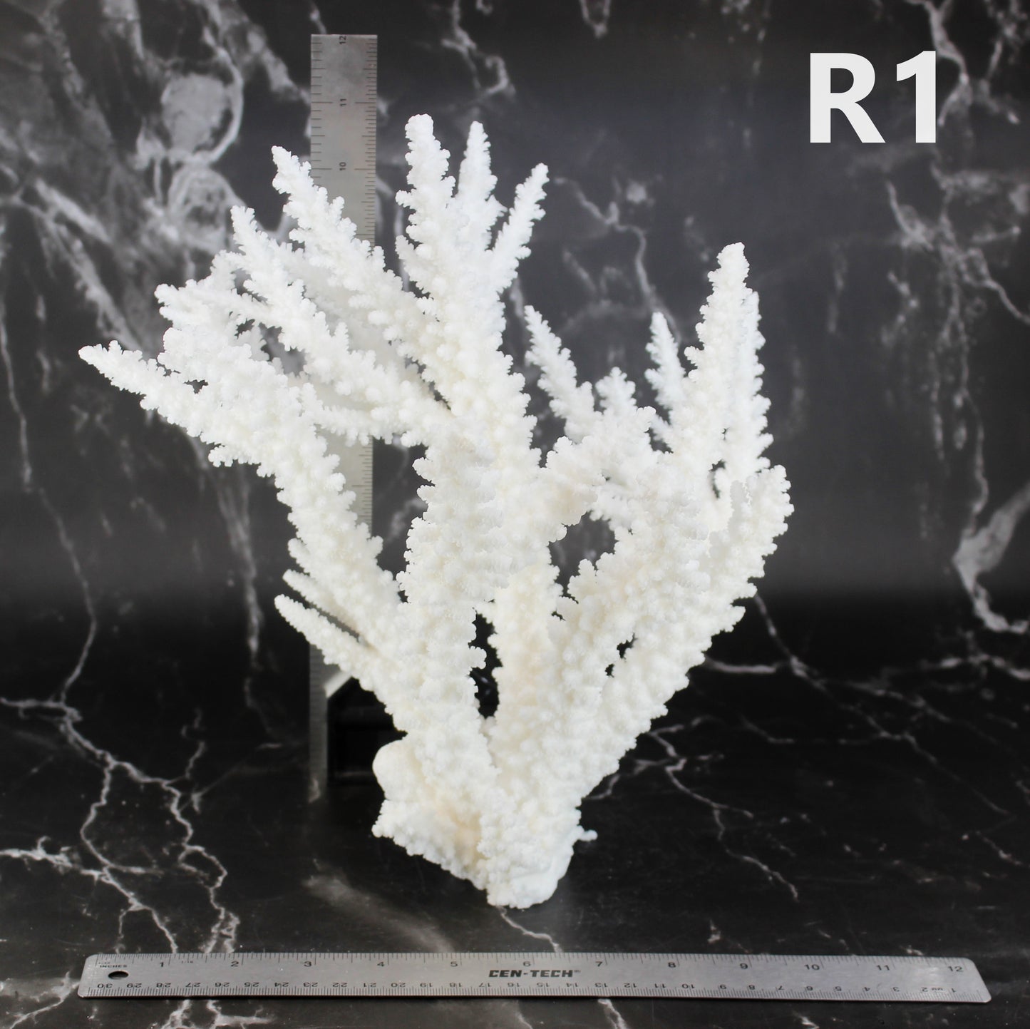 Branch Coral 10-12"