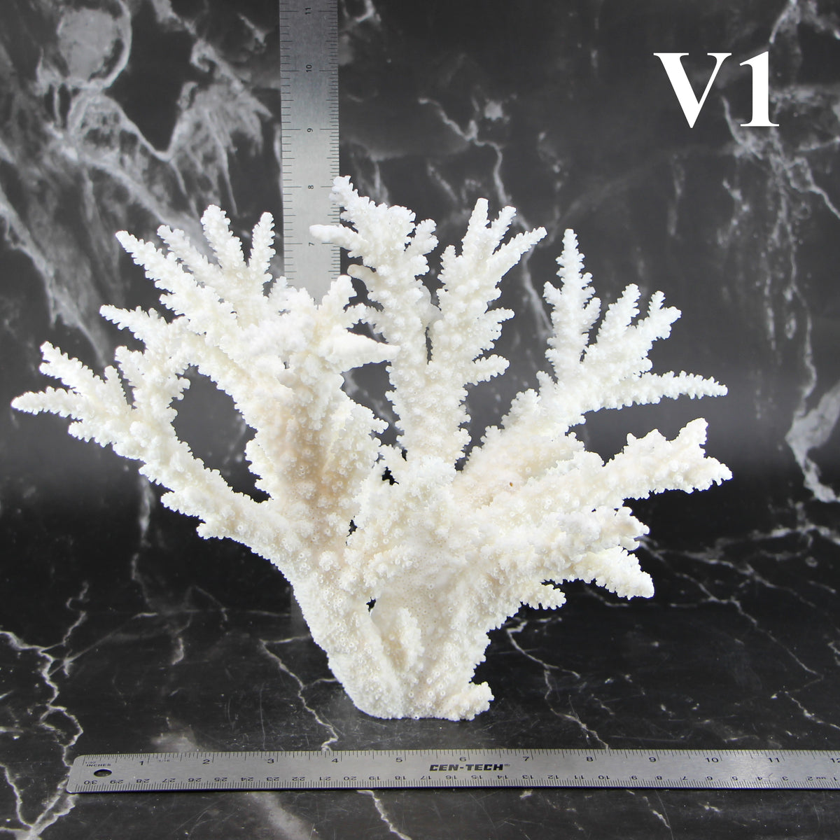 Branch Coral 10-12"