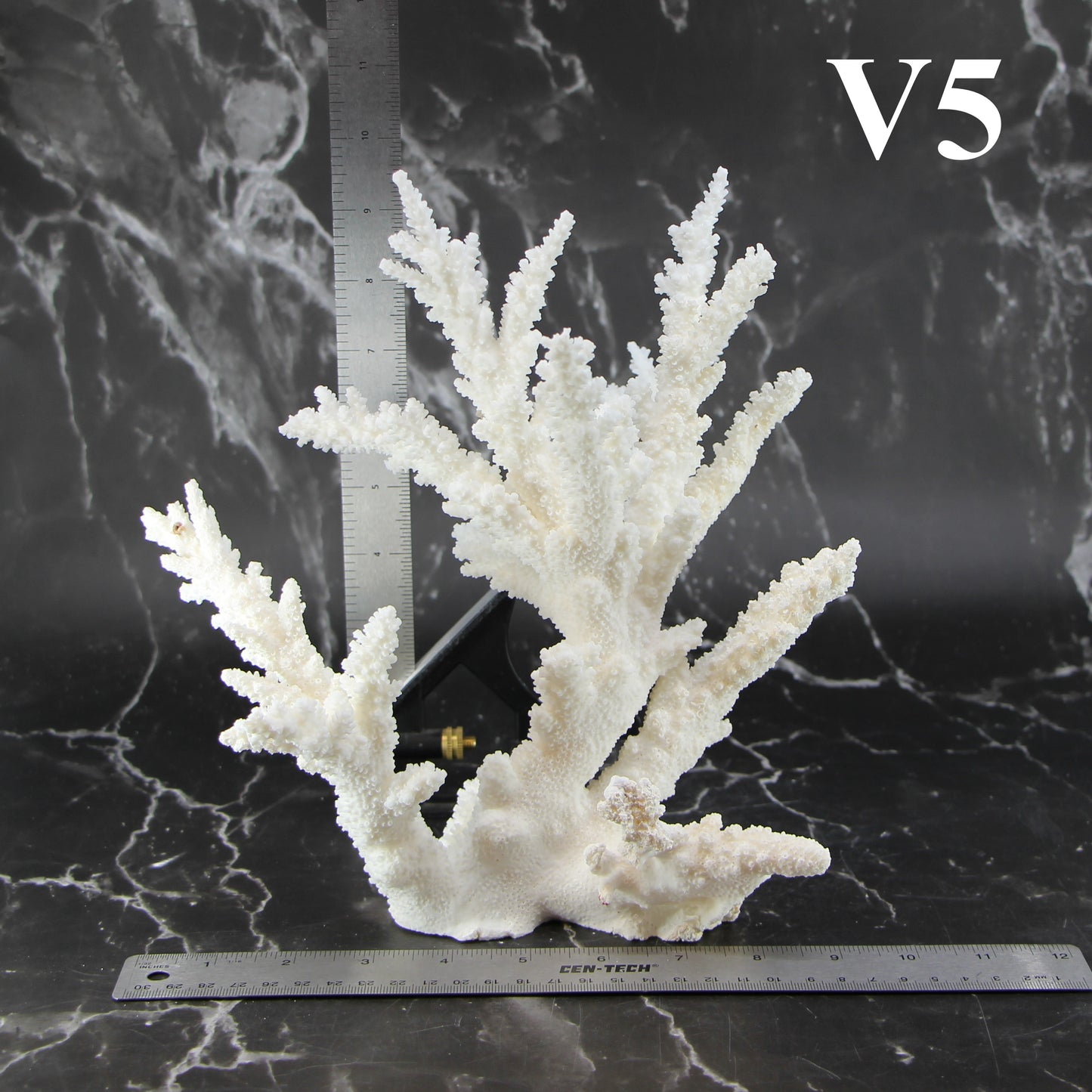 Branch Coral 10-12"