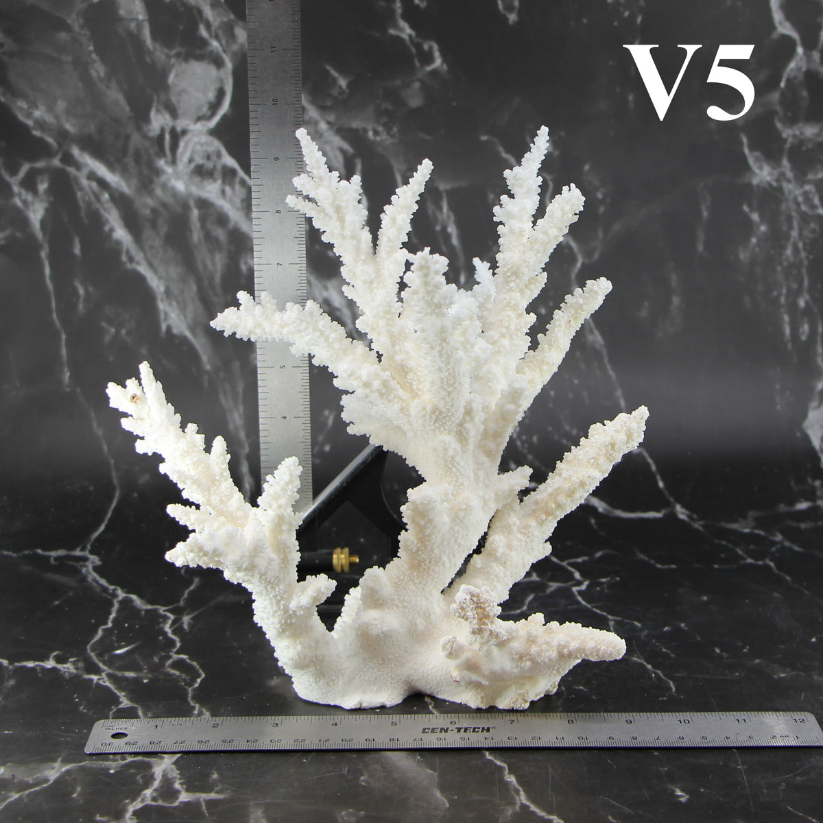 Branch Coral 10-12"