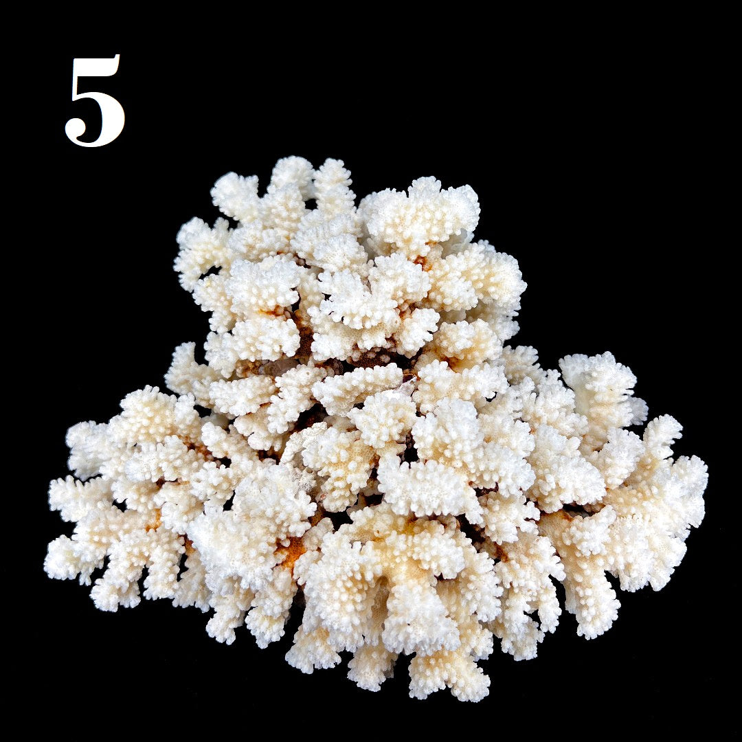 Brownstem Coral 10-12"