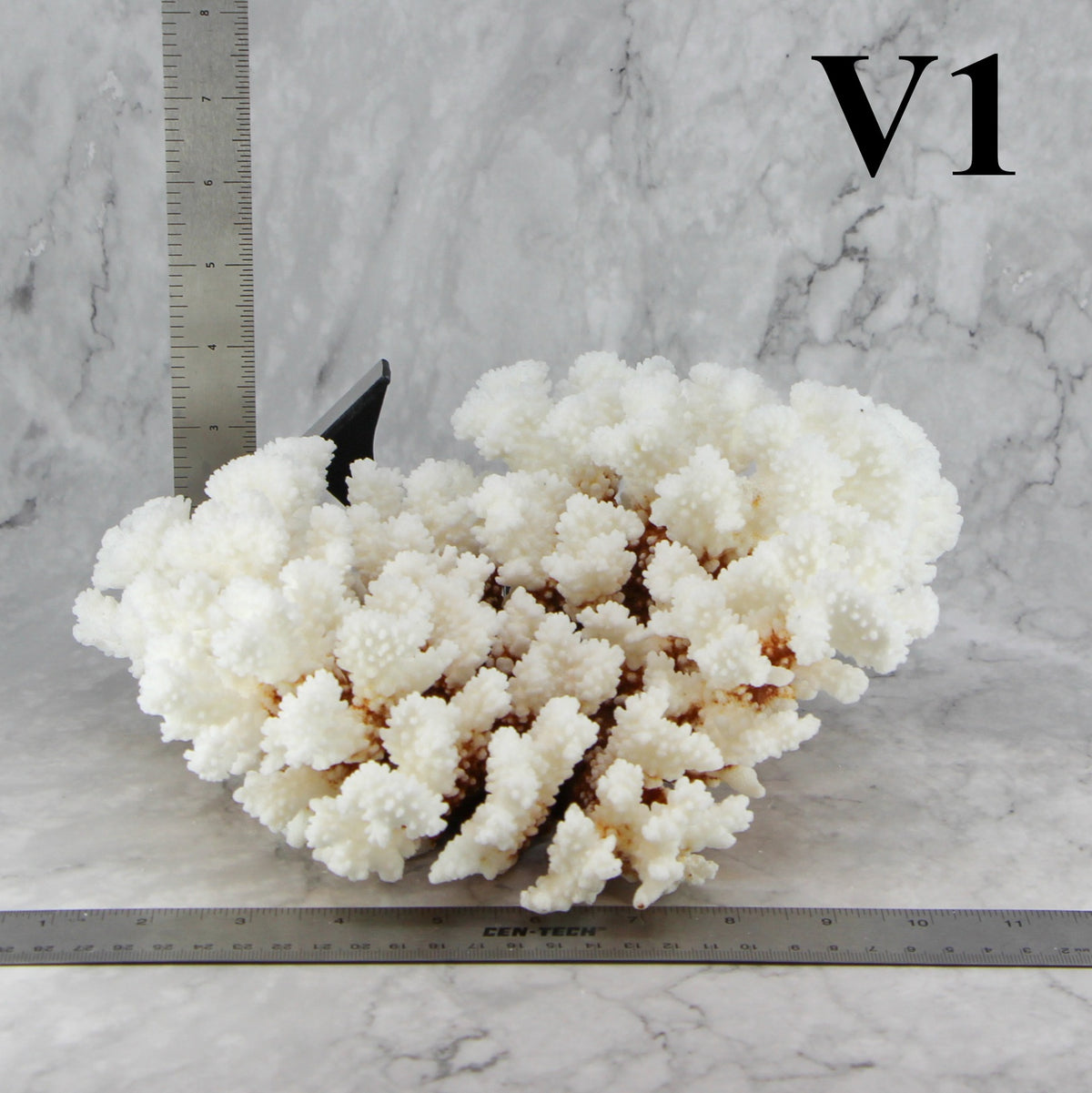 Brownstem Coral 10-12"