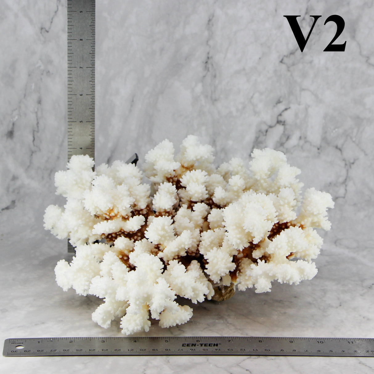 Brownstem Coral 10-12"