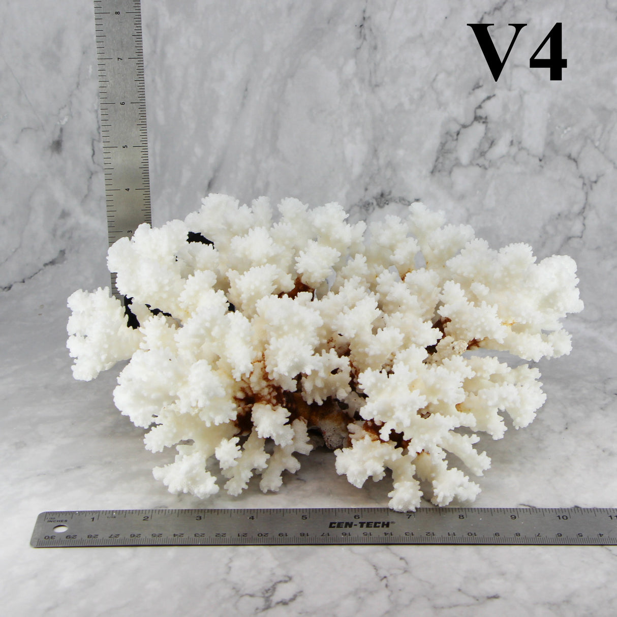 Brownstem Coral 10-12"
