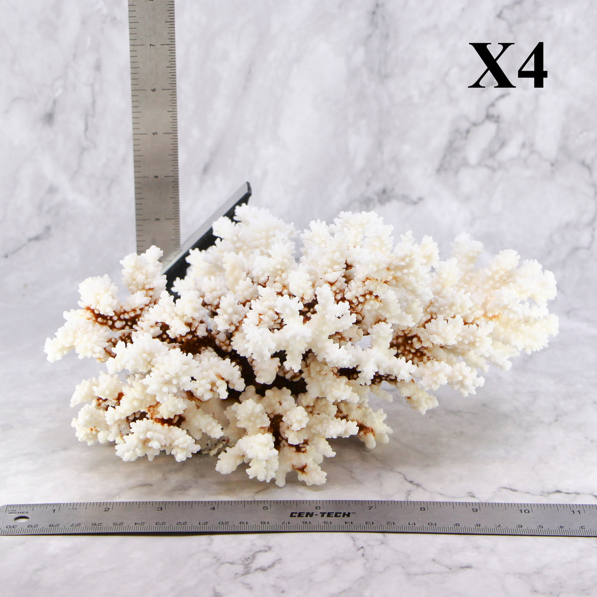 Brownstem Coral 10-12"