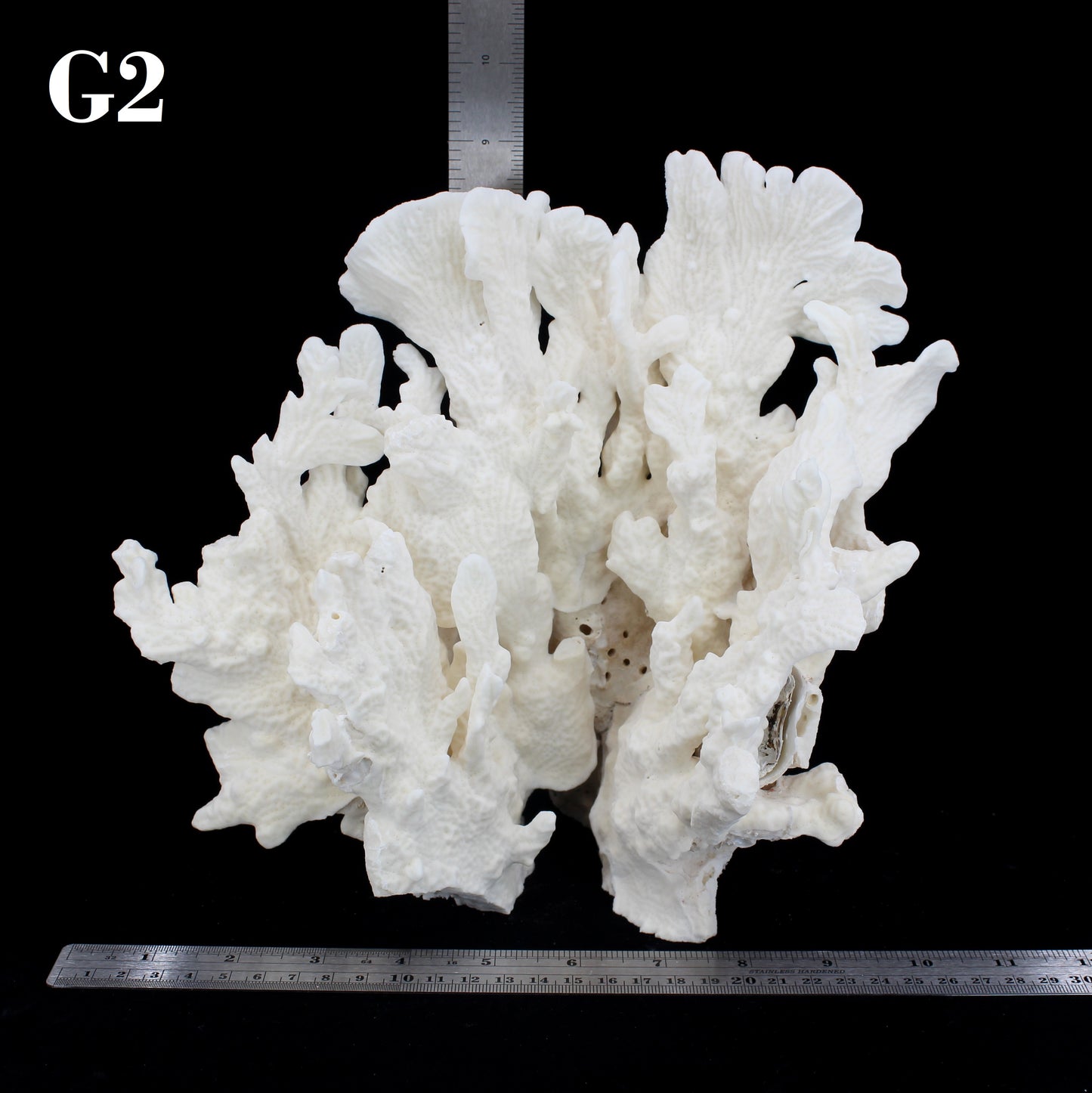 Cactus Coral 10-12"