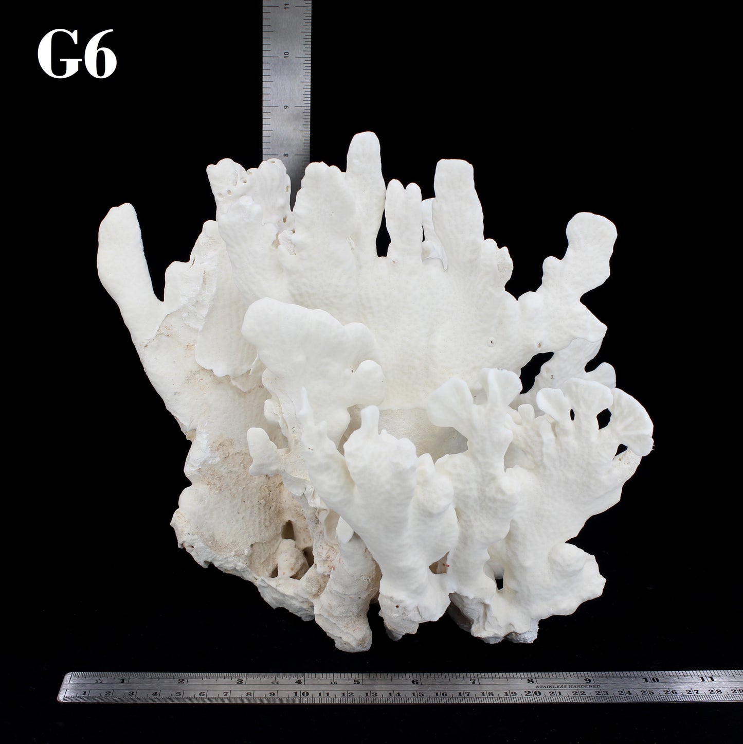 Cactus Coral 10-12"