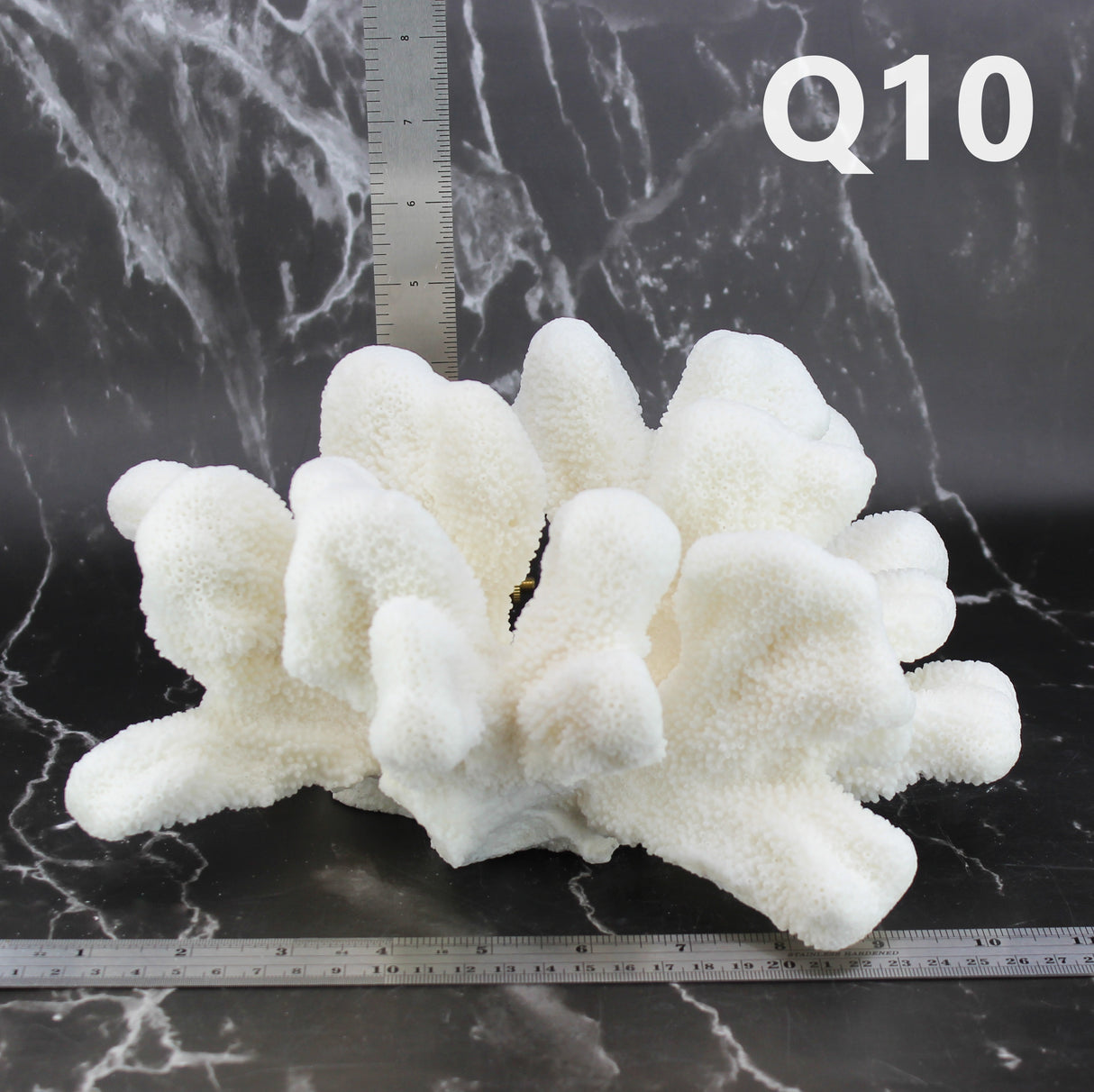 Catspaw Coral 10-12"
