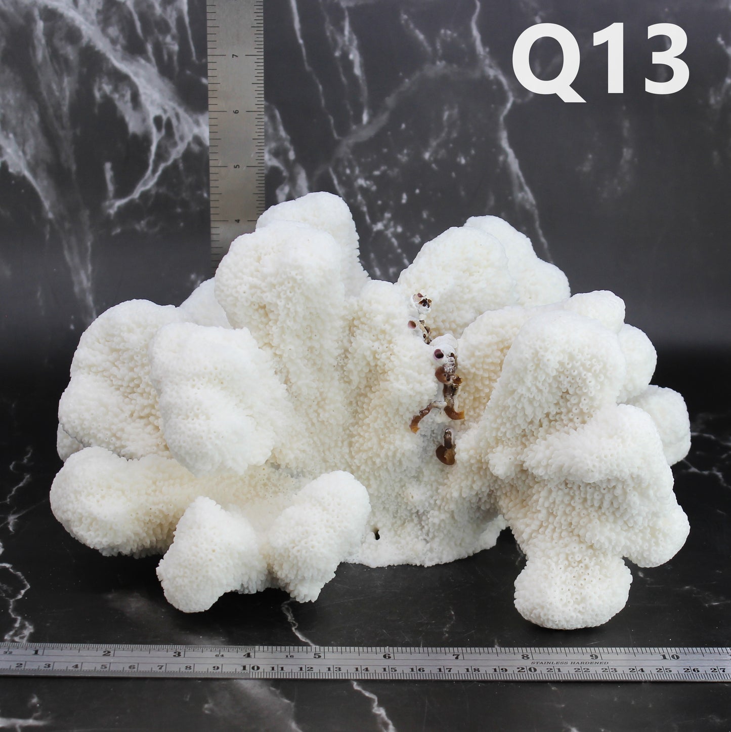 Catspaw Coral 10-12"