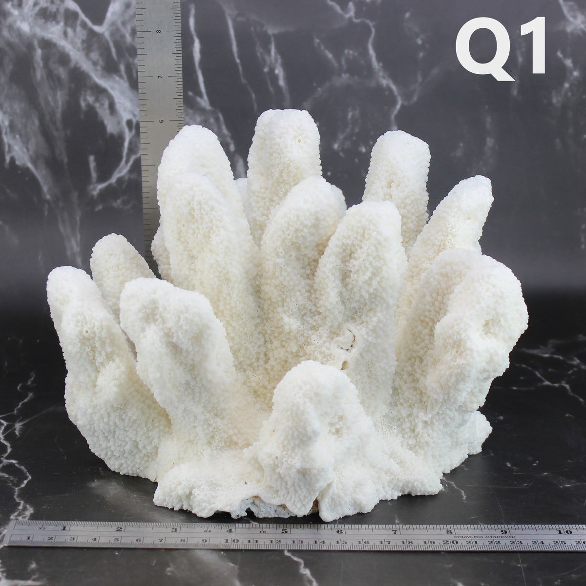 Catspaw Coral 10-12"